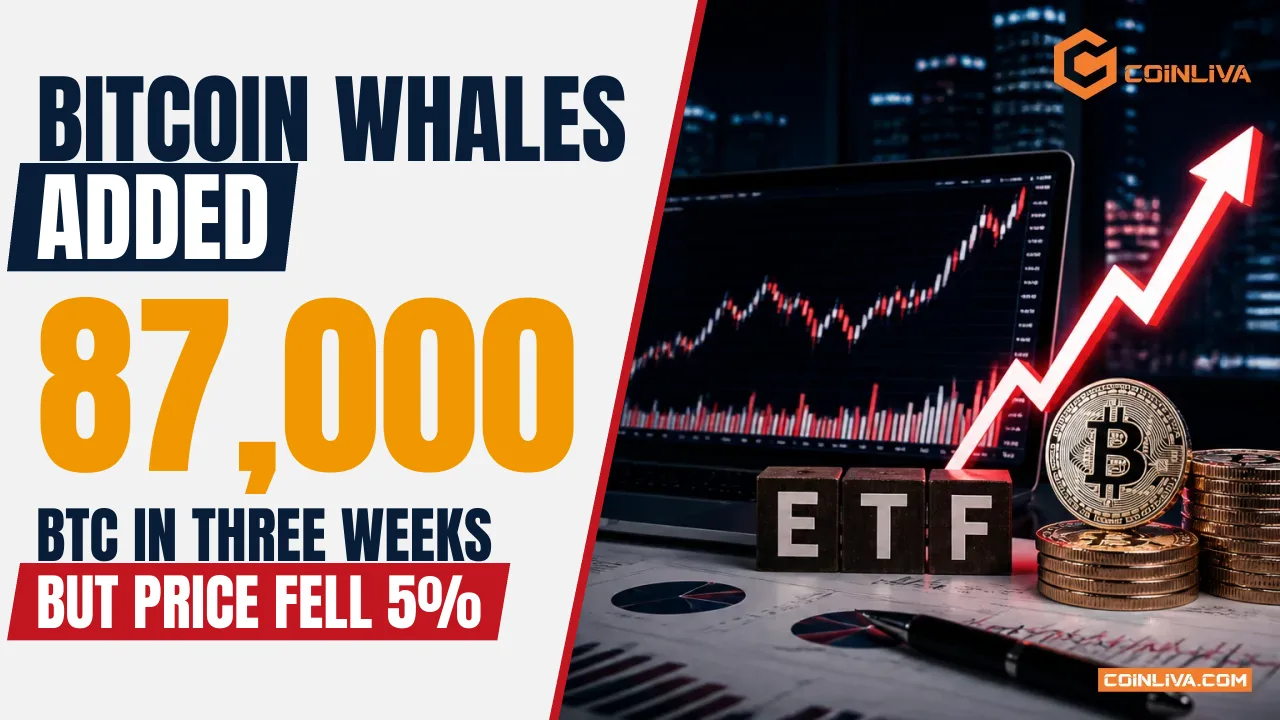 Bitcoin Whales Added 87,000 BTC in Three Weeks but Price Fell 5%